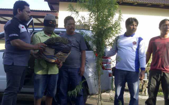 Tersangka dan barang bukti tanaman ganja yang dia tanam.