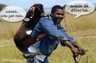 kambing bersaudara