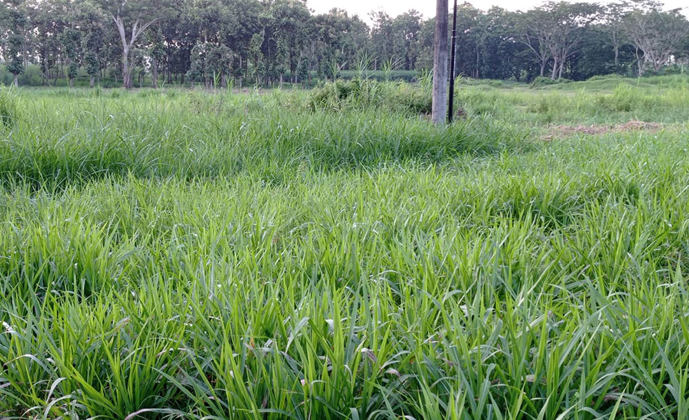 Rumput odot dibutuhkan untuk pakan ternak PT Greenfields Farm 2 di Desa Ngadirenggo, Kecamatan Wlingi, Kabupaten Blitar.
