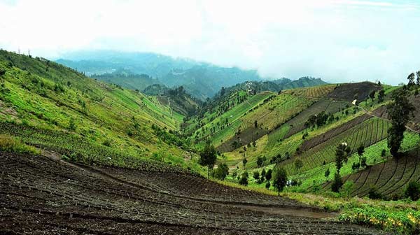Lahan warga di desa Argosari, kecamatan Senduro. foto: imron/ BANGSAONLINE