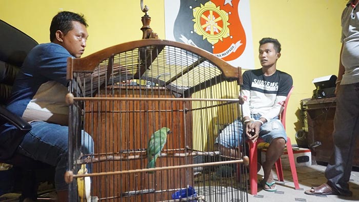 Heru berikut barang bukti berupa burung cucak rowo yang akan dijualnya.
