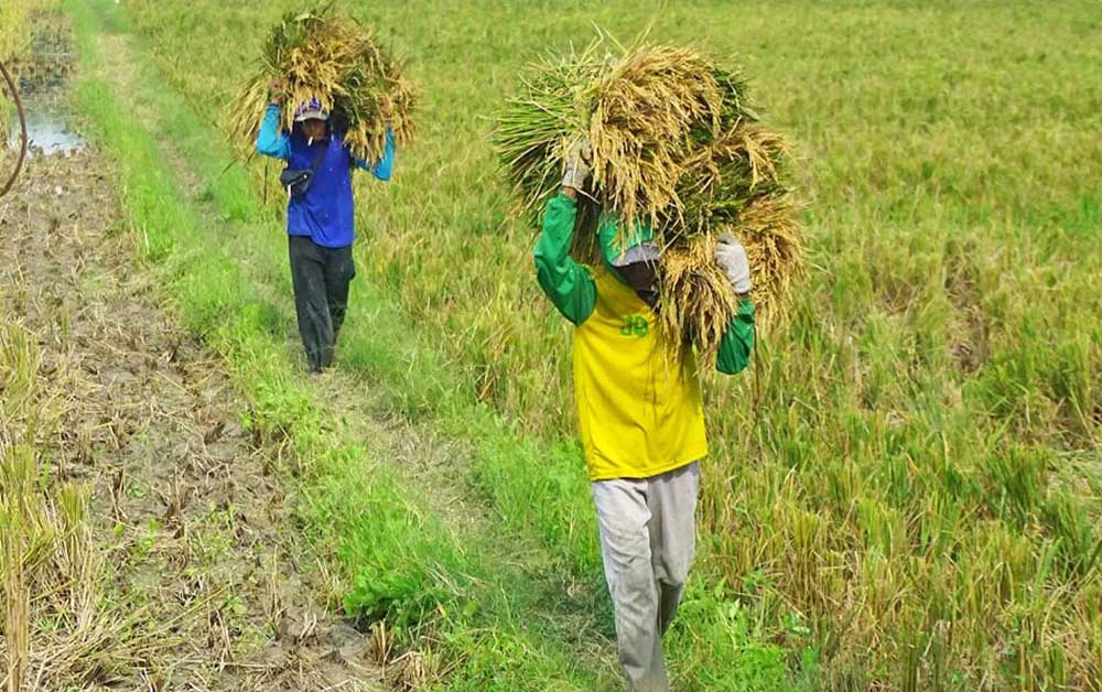 Sejumlah petani di Bojonegoro saat melakukan panen padi.