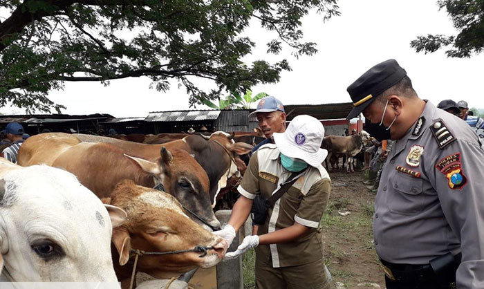 Petugas di Kabupaten Tuban saat mengecek kesehatan sapi.