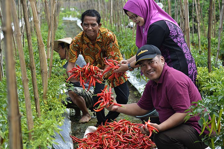 Kelompok tani di wilayah Kelurahan Sumur Welut ketika sedang memanen cabai merah yang mereka tanam.