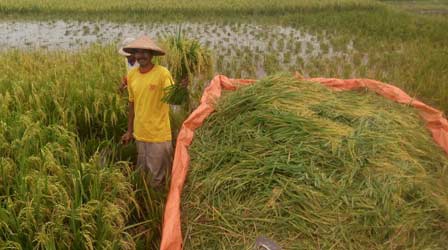 Petani ini memanen padinya yang masih hijau, sebelum rusak karena kebanjiran. (ft:eky nurhadi/ BANGSAONLINE)