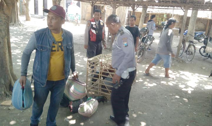 Polisi mengamankan barang bukti 5 ekor ayam yang dijadikan alat judi.