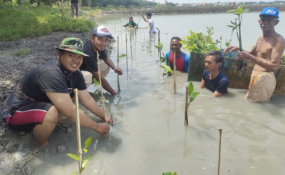 Penanaman mangrove yang dilakukan oleh PT Cargill Indonesia-Cocoa & Chocolate di kawasan Kalimireng, Manyar, Gresik. Foto: Ist