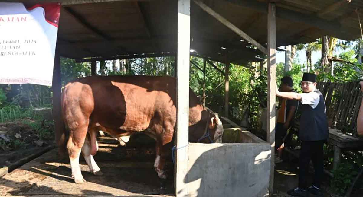 Bupati Trenggalek Tinjau Kandang Sapi di Desa Gembleb