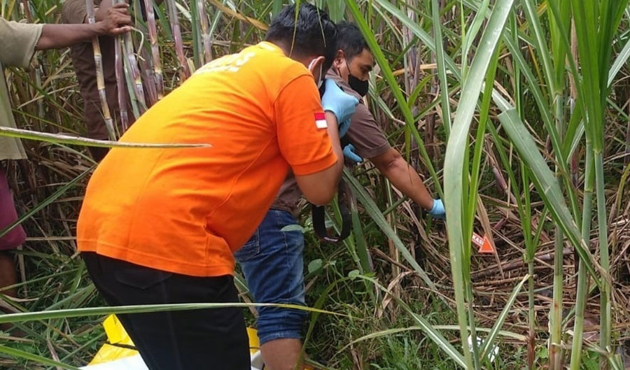 Petugas saat melakukan olah TKP mayat perempuan telanjang di kebun tebu