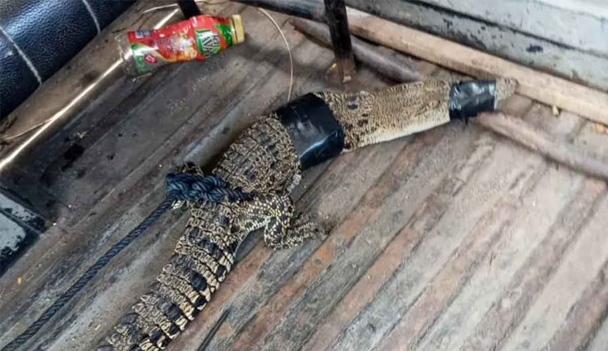 Warga Tanggulturus Tulungagung Tangkap Buaya Muara di Sawah