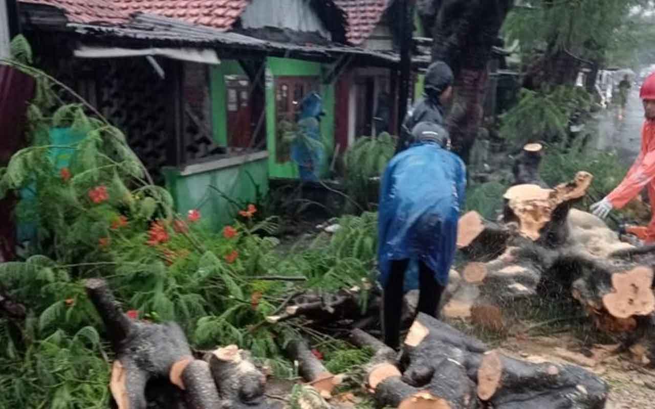 Pohon tumbang di Surabaya, akibat hujan lebat disertai angin. Foto: Ist.