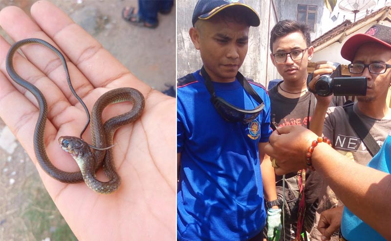 Ular kobra anakan justru lebih berbahaya karena lebih banyak mengeluarkan bisa saat menggigit.