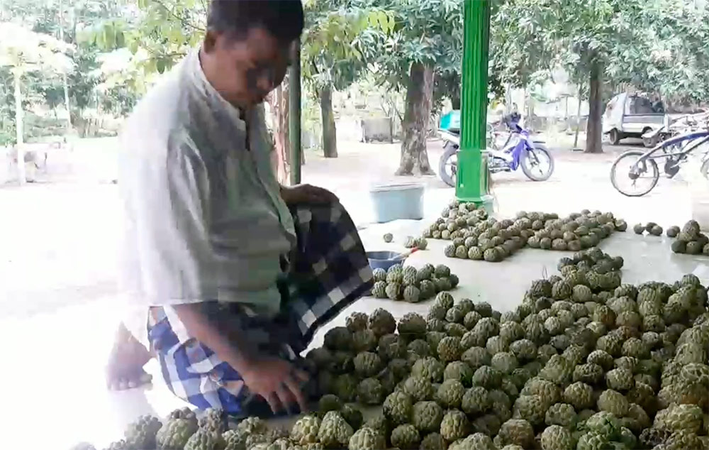 Haji Munir saat memilah srikaya hasil panen petani.