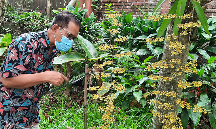 Zaenudin, Direktur PT Anugrah Anggrek Nusantara, Pengelola Kampung Anggrek saat mengamati anggrek jenis onsidium. (foto: MUJI HARJITA/ BANGSAONLINE)