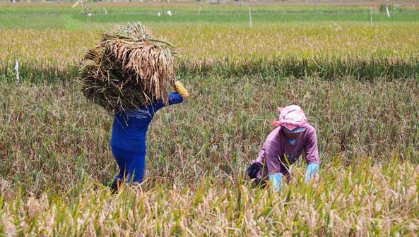Harga Gabah di Tuban Terus Menurun, Disperpar Anggap sudah Hukum Pasar