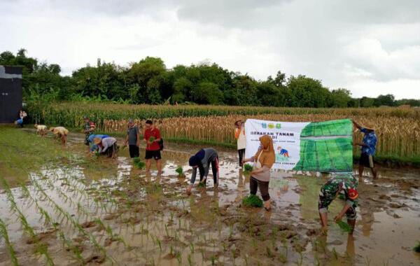 Babinsa Koramil 0827/01 Kota bersama Kelompok Tani (Poktan) melakukan gerakan tanam padi di Desa Paberasan