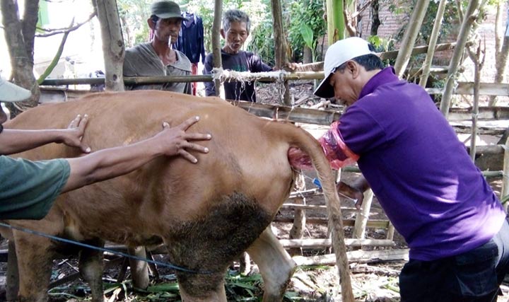 Nawir saat melakukan inseminasi buatan terhadap salah satu sapi.