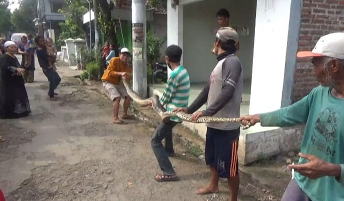 Warga saat menunjukkan ular piton sepanjang 5 meter di Dusun Kali Bening Utara, Desa Tanggalrejo, Kecamatan Mojoagung, Kabupaten Jombang.
