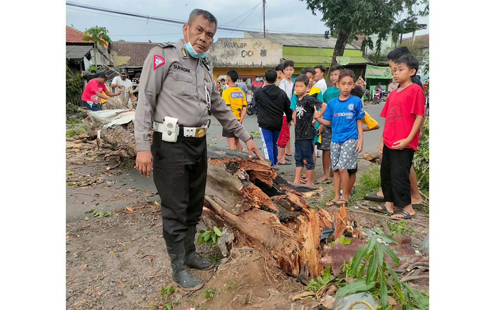 Pohon Tumbang di Jalan Raya Ponokawan Krian, Tiga Orang Dilarikan ke Rumah Sakit