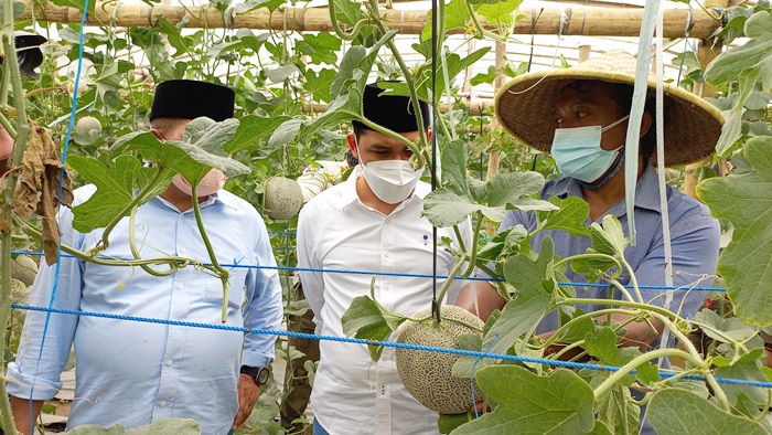 Gus Barra (tengah) saat mengunjungi Wisata Green House Petik Buah Melon.