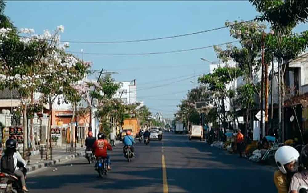 Pohon tabebuya yang bunganya mulai bermekaran di sepanjang jalan protokol Bojonegoro.
