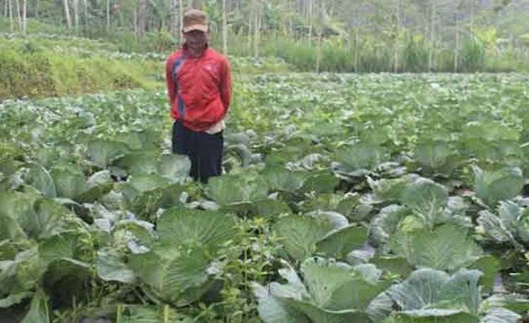 Salah satu petani sedang mengamati tanaman kubisnya.