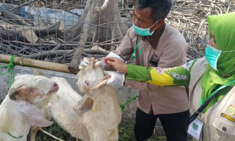 Jelang Idul Adha, Pemkab Pasuruan Wajibkan Pedagang Hewan Kurban Patuhi Protokol Kesehatan