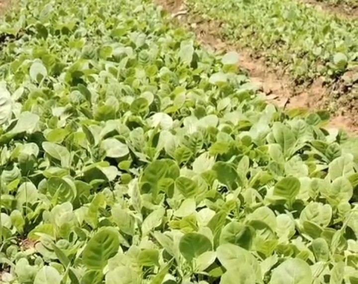 Bibit tembakau yang siap disemai di ladang