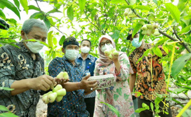 Bupati Ipuk sedang panen buah. (foto: ist)