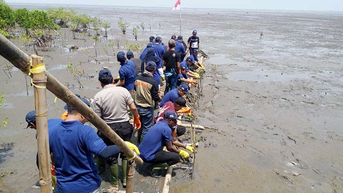 Husky-CNOOC Madura Limited (HCML) saat menanam 12.000 bibit pohon mangrove di garis pantai Desa Semare, Kecamatan Kraton, Kabupaten Pasuruan.