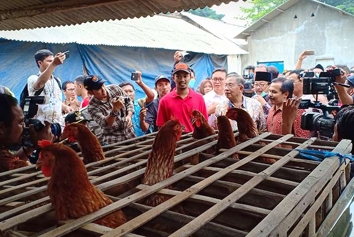 Menko Perekonomian Darmin Nasution saat berbincang dengan peternak telur.