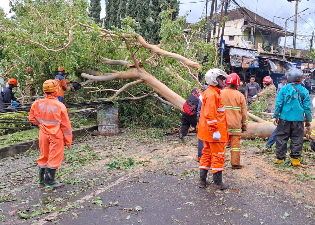 Hujan dan Angin Kencang Kembali Terjang Kota Batu, Sejumlah Pohon Dilaporkan Tumbang