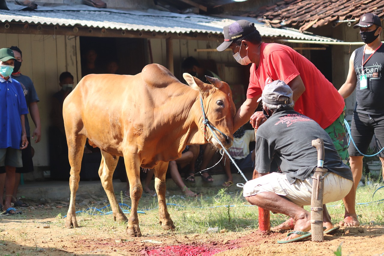 Hikmah Di Balik Idul Adha Makna Dan Nilai Berkurban