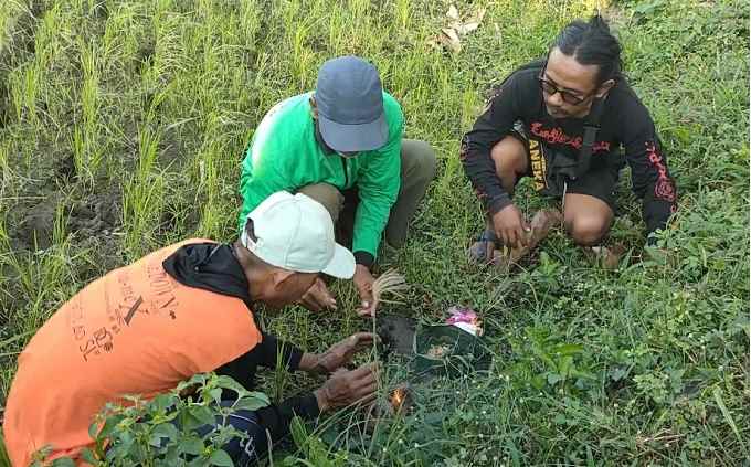 Sekretaris Kelompok Rukun Tani Susuhan Fajar Kunting (kanan) saat ikut menanam cok bakal di sudut sawah yang ada tanaman padi. Foto: MUJI HARJITA/ BANGSAONLINE