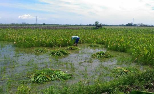 Petani mencabuti jagung yang terendam air untuk dijadikan pakan ternak. foto: SUWANDI/ BANGSAONLINE