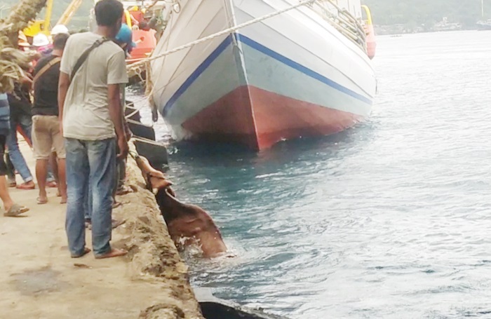 Seekor sapi sedang berusaha naik ke pelabuhan usai tercebur ke laut.
