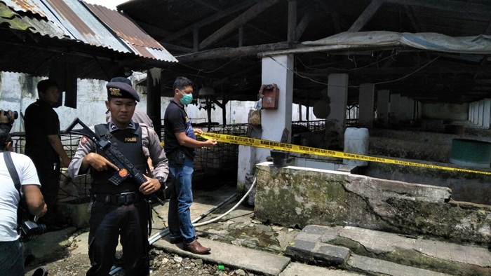Petugas saat memasang police line di sekitar kandang babi.