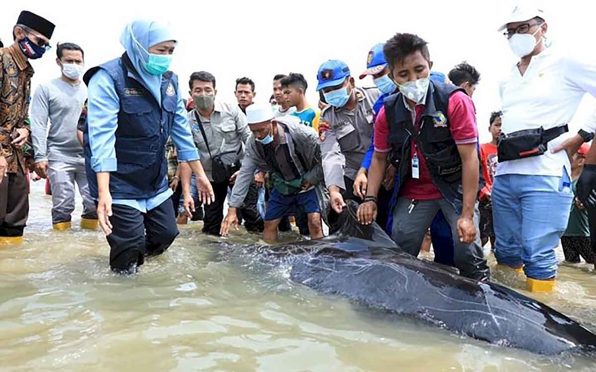 Khofifah Ingatkan Pentingnya Perlindungan dan Pelestarian Mamalia Laut di Hari Konvensi Ikan Paus