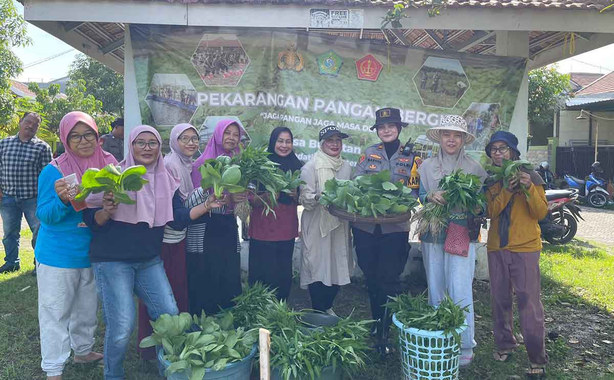 Warga Swan Regency bersama petugas dari Polsek Sedati saat panen sayuran perdana.