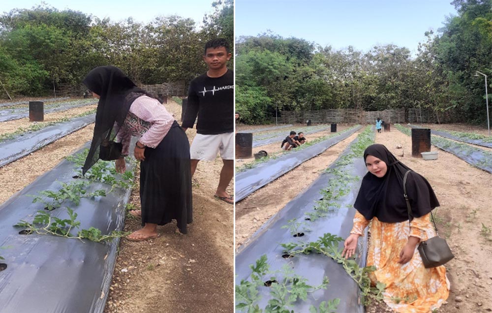 Mahasiswa KKN UTM menunjukkan kebun semangka inisiatif mereka di Desa Kebun.