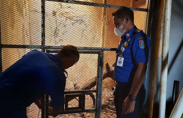 Beri Makan 16 Piton, Kabid Damkar Satpol PP Tuban Belanja Puluhan Unggas Setiap Bulannya